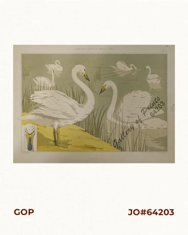 Cygne Sauvage [Wild Swan]