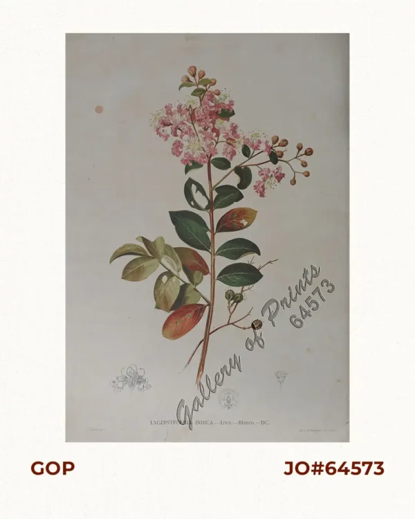 Lagerstroemia Indica. - Linn. - Blanco. - DC. [Philippine Name: Melendres]  [English: Crape Myrtle / Crepe Myrtle / Crepe Flower ]