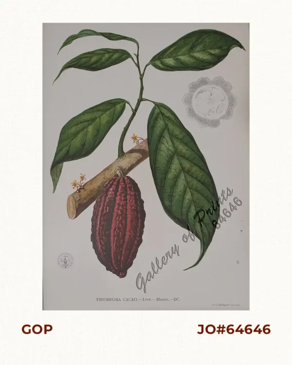 Theobroma Cacao. - Linn. - Blanco. - DC. [Philippine Name: Cacao] [English: Cocoa]