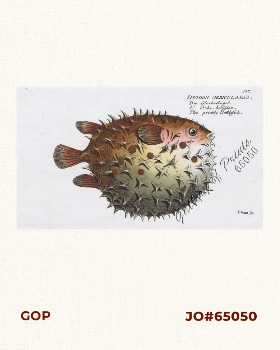 Diodon Orbicularis [Birdbeak Burrfish] Die Stachelkugel. L’Orbe ...