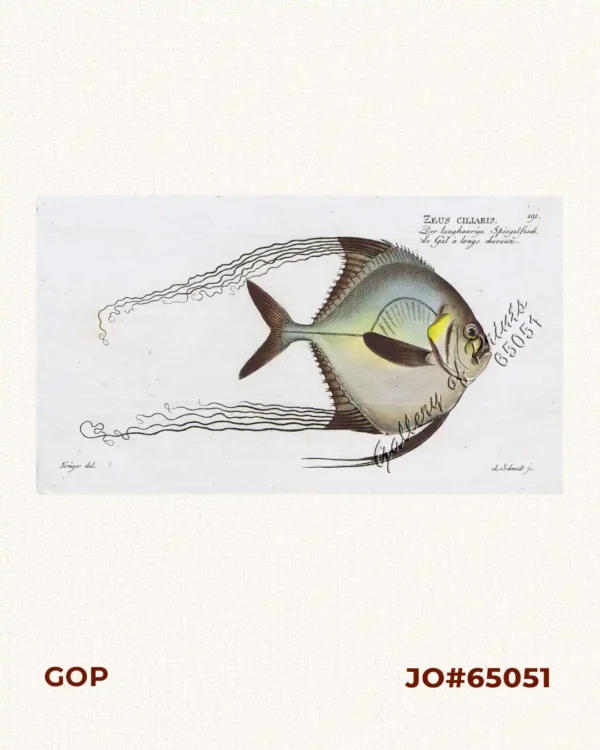 Zeus Ciliaris  [Pompano] [Pennant Fish/Threadfin Trevally]  Der langhaarige Spiegelfisch.  Le Gal à longs cheveux.