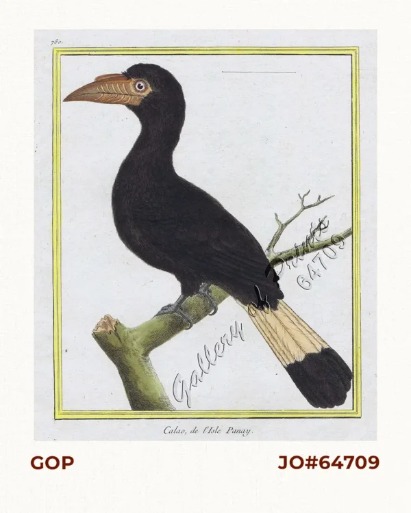 Calao, de I'Isle Panay [Tarictic Hornbill (female)] [Tariktik (babae)] [Penelopides Panini]