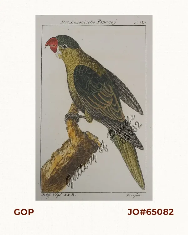 Der Luzonische Papagey [The Luzon Parrot]
