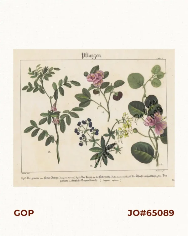 Pflanzen [Plants].  Fig. 13. Der gemeine oder Färber-Indigo. (Indigofera tinetoria.) [The common or dyer's indigo.] (Indigofera tinetoria.).  Fig. 14. Der Krapp oder die Färberröthe. (Rubia tinctorum.) [The madder or the dyer's red.] (Rubia tinctorum.).  Fig. 15. Der Theestrauch. (Thea=chinensis) [The tea bush.] (Thea=chinensis).  Fig. 16. Der gemeine oder stachliche Kapernstrauch. (Capparis spinosa.) [The common or prickly caper bush.] (Capparis spinosa.)