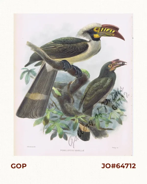 Penelopides Manillæ [Manila Hornbill/Luzon Hornbill] [Tariktik / Calao]