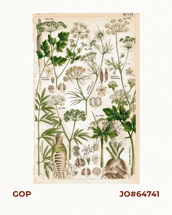 Gemeine Petersilge. Fig. 996; Coptische Haardolde. Fig. 997; Aechter Kreutzkümmel. Fig. 998; Gifttiger Wasserschierting. Fig. 999; Gervöhnliche Sellerie. Fig. 1000.