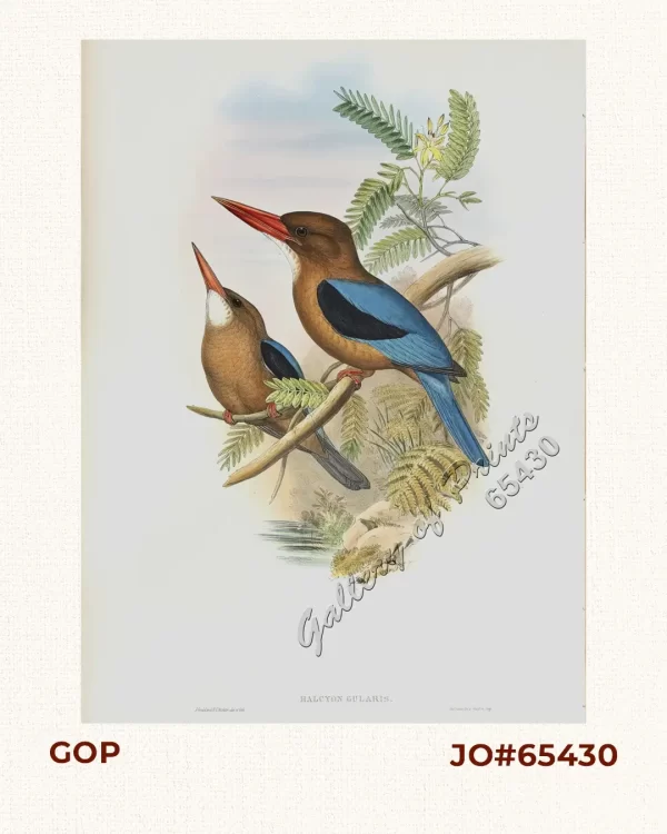 Halcyon Gularis. [Manilla Kingfisher] [Brown-breasted kingfisher]