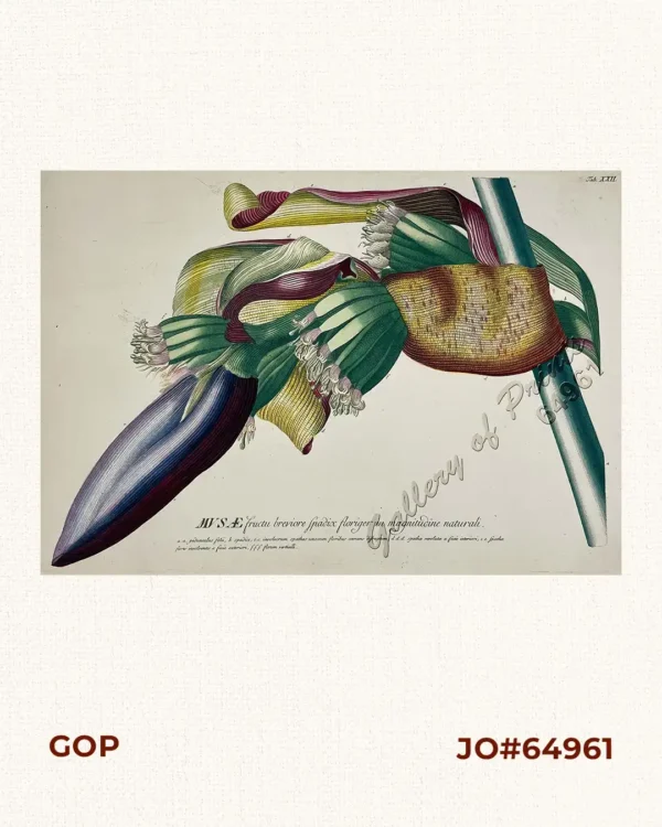 MUSÆ fructu breviore spadix floriger in magnitudine naturali.  [Banana with Shorter Fruit and a Flowering Spadix, in Natural Size]  a.a. pedunculus folü, b. spadix. c.c. involucrum spathas unacum froribus coercens difruptum, d.d.d. spathae revolutae a facie interiori, e.e. spathae flores involventes a facie exteriori, f.f.f. florum verticilli.  [a.a. the stalk with leaves]  [b. the spadix (flower spike)]  [c.c. one long, with a spathe (bract) enclosing one fruit and one flower]  [d. the external view]  [e.f.f. the natural flower.]