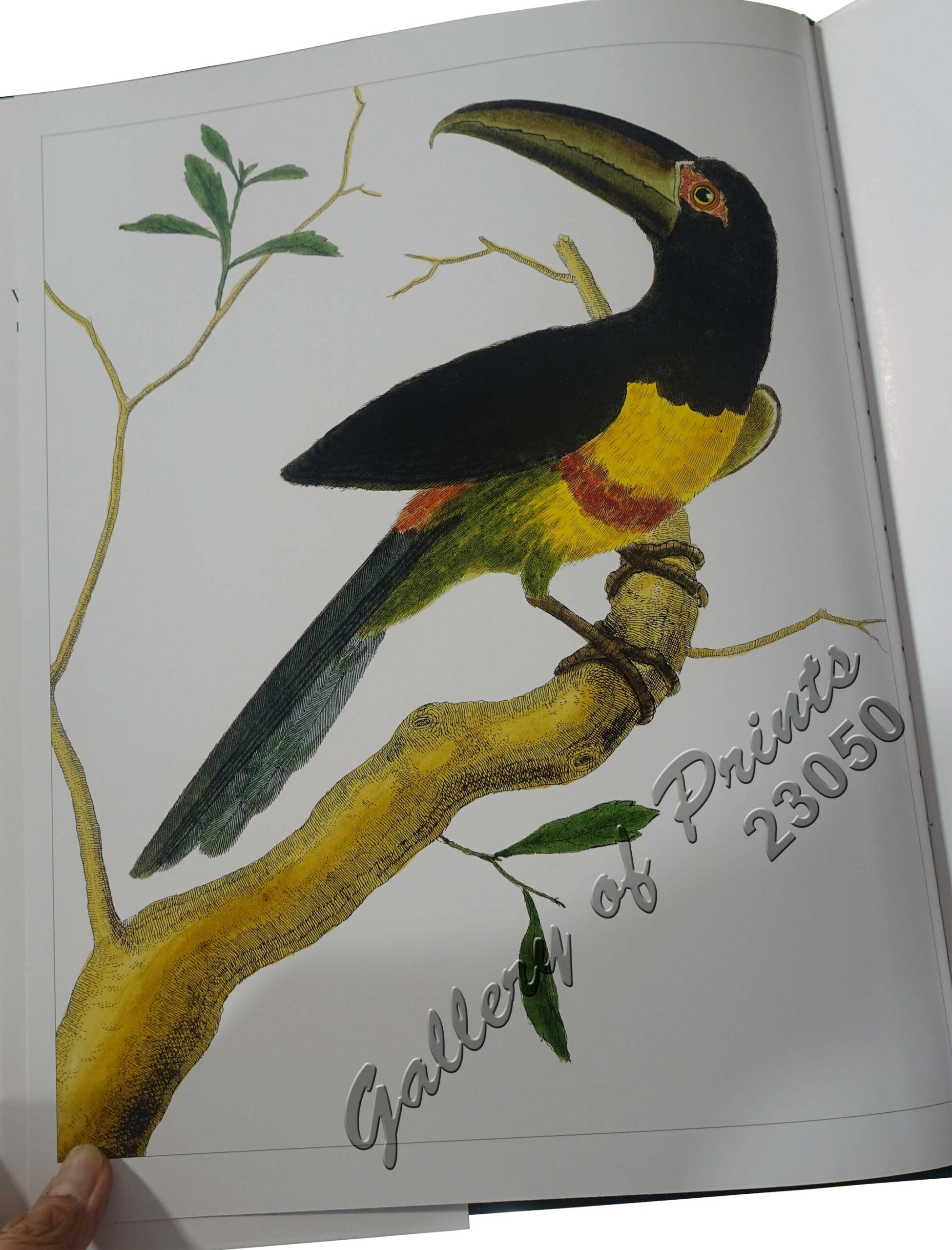 All the World's Birds: Buffon's Illustrated Natural History General and Particular of Birds. - Image 5