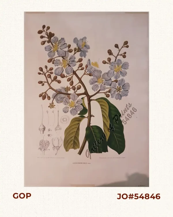 Lagerstroemia Regia. Roxb.  [Tagalog: Banaba Tree]