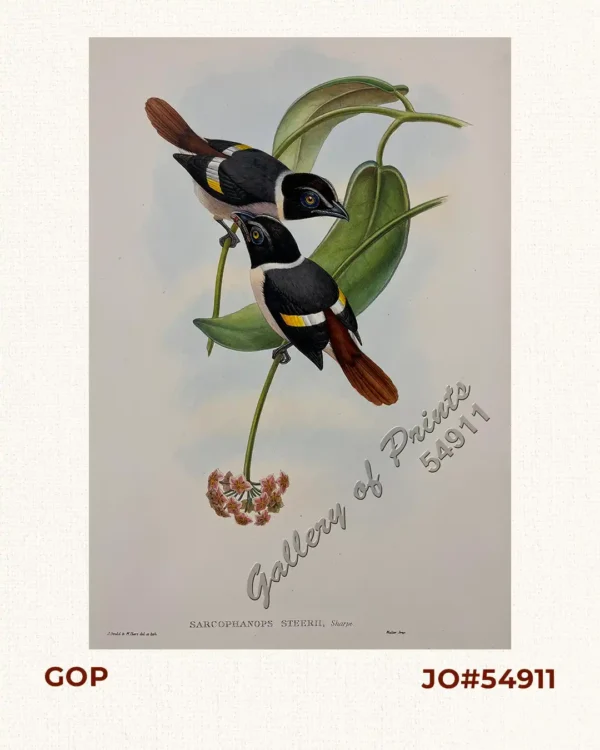 Sarcophanops Steerii  [Steere's Broadbill]