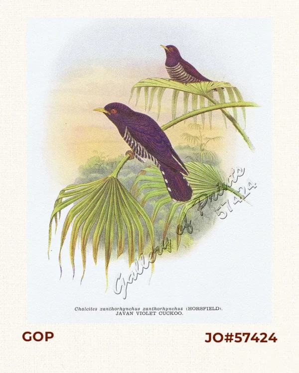 Chalcites xanthorhynchus xanthorhynchus [Javan Violet Cuckoo]