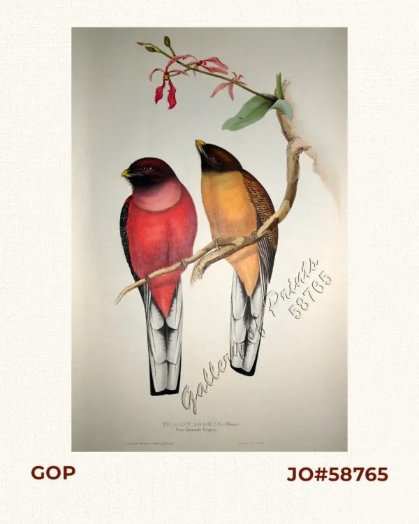 Trogon Ardens - [Rosy-breasted Trogon]