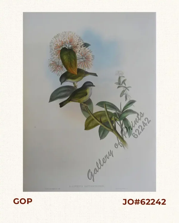 Allotrius Xanthochloris.  [Yellow-green Allotrius]