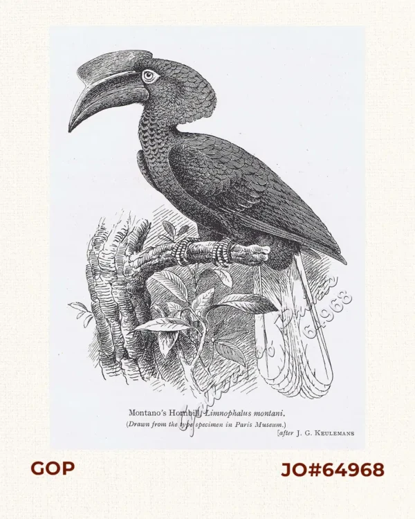Montano's Hornbill, Limnophalus montani. (Drawn from the type specimen in Paris Museum.)