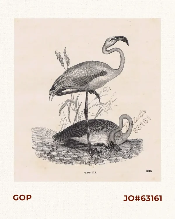 Flamants.