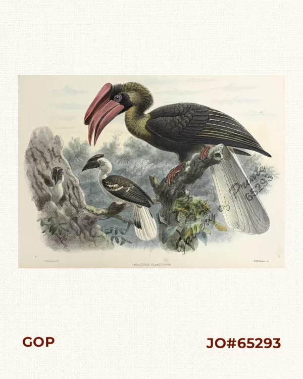 Hydrocorax planicornis  [Flat-Casque Hornbill]