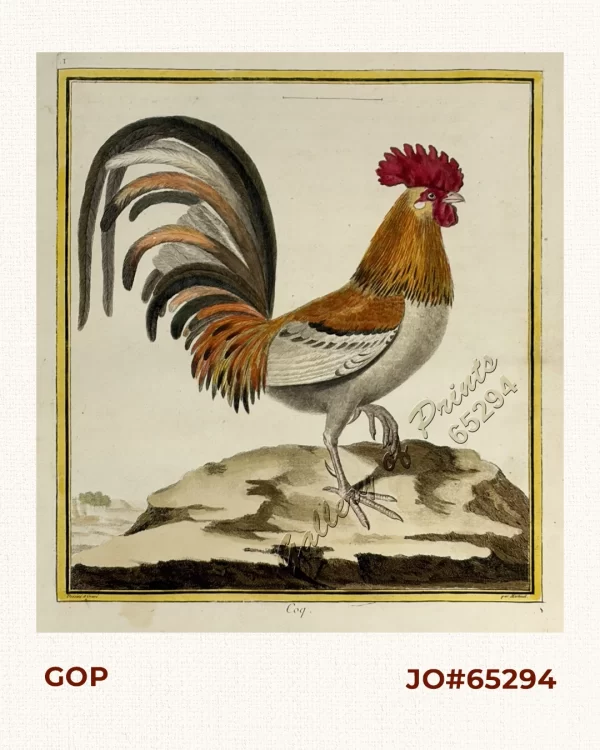 Coq.  [Rooster]