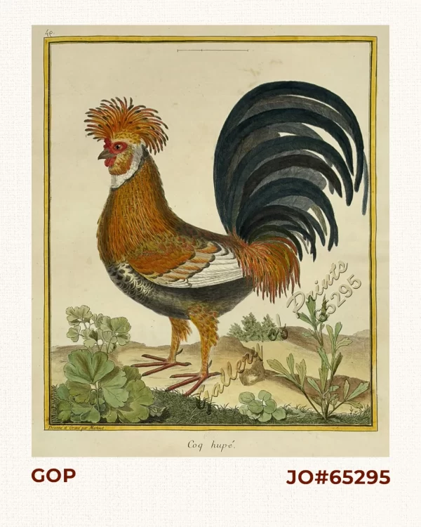 Coq hupé.  [Crested rooster]