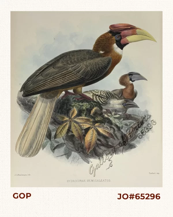 Hydrocorax semigaleatus.  [Semi-Helmeted Hornbill]