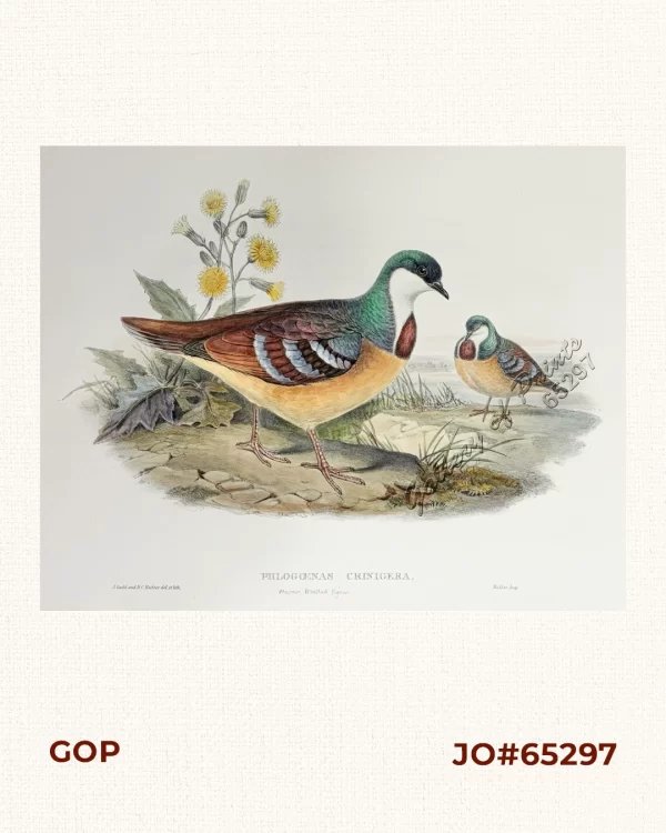 Phlogoenas crinigera  [Maroon Breasted Pigeon]