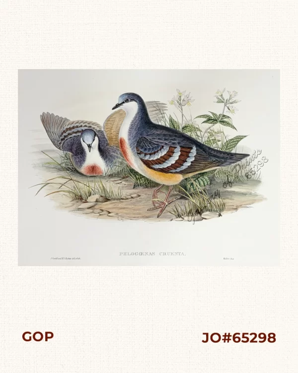 Phlogoenas cruenta  [Luzon Bleeding-heart Dove]
