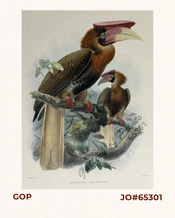 Hydrocorax mindanensis.  [Mindanao Flat-Casque Hornbill]
