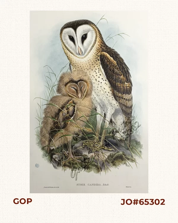 Strix candida, Tickell. [Grass Owl]