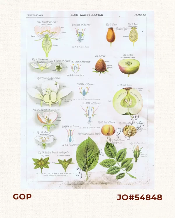 PLATE XX - Rose, Strawberry, Spirea, Apple, Cherry, Lady's Mantle  (16 figures)