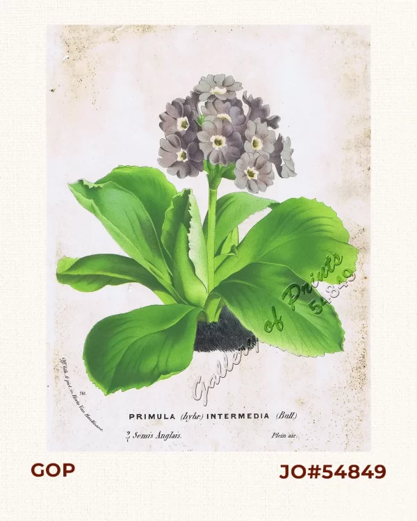 Primula (Hybr.) Intermedia (Bull.)