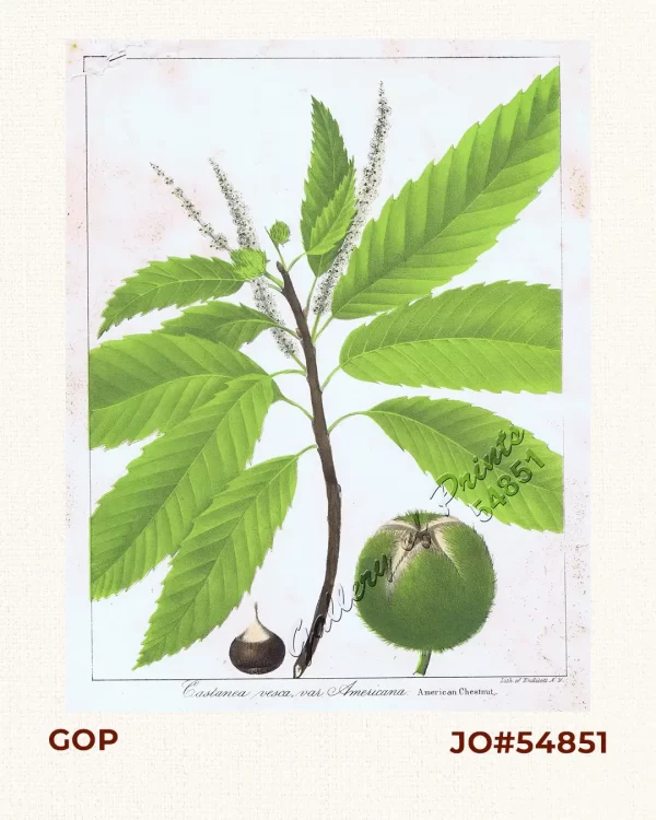 Castanea vesca, var Americana [American Chestnut]