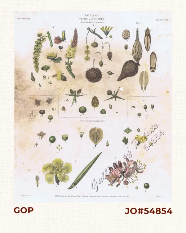 Botany.  Trees and Shrubs.  Class XIX Amentaceous.  Class XX Monopetalous.