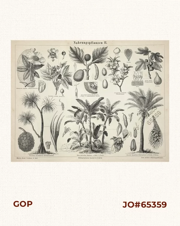 Nahrungspflanzen II.  [Food Plants II.]