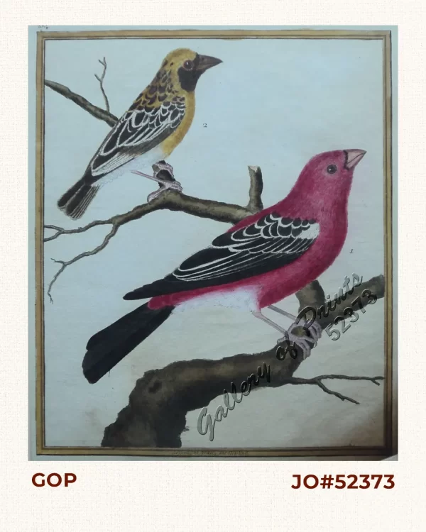 1) Gros-Bec, du Canada.  2) Gros-Bec, des Philippinea. [Eurasian Tree Sparrow] [Maya] [Passer montanus]