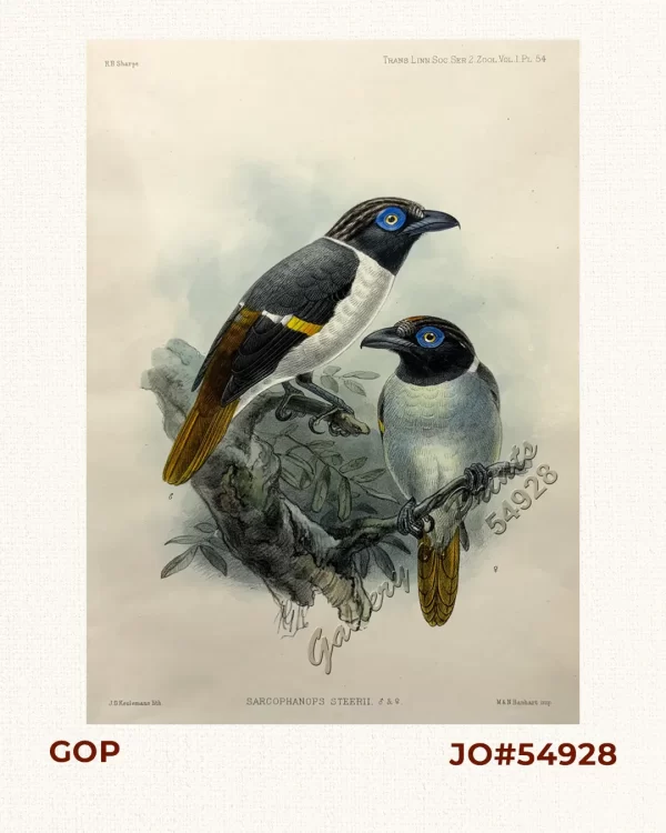 Sarcophanops Steerii (male & female) (Wattled Broadbill)