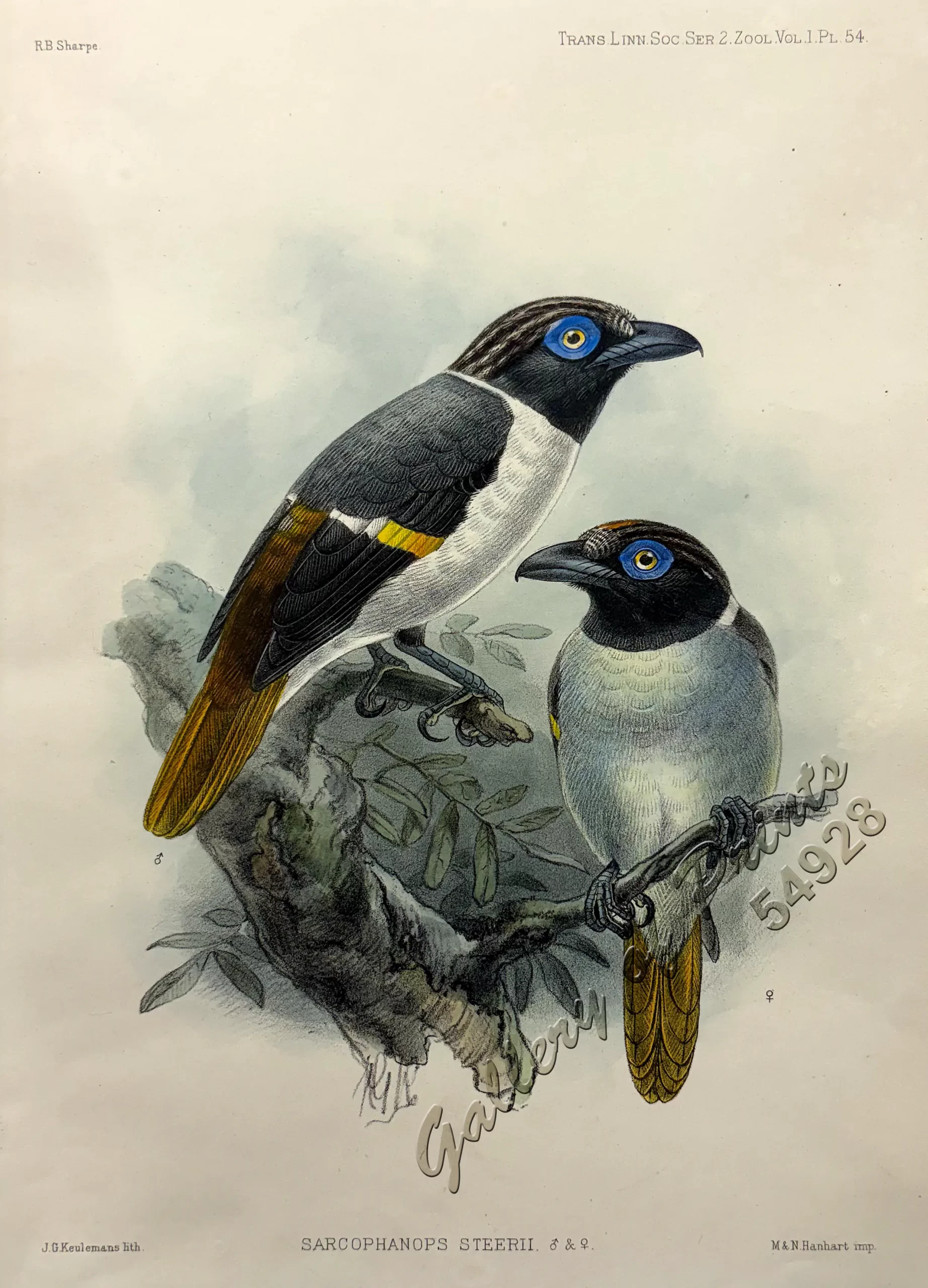 Sarcophanops Steerii (male & female) (Wattled Broadbill) - Image 2
