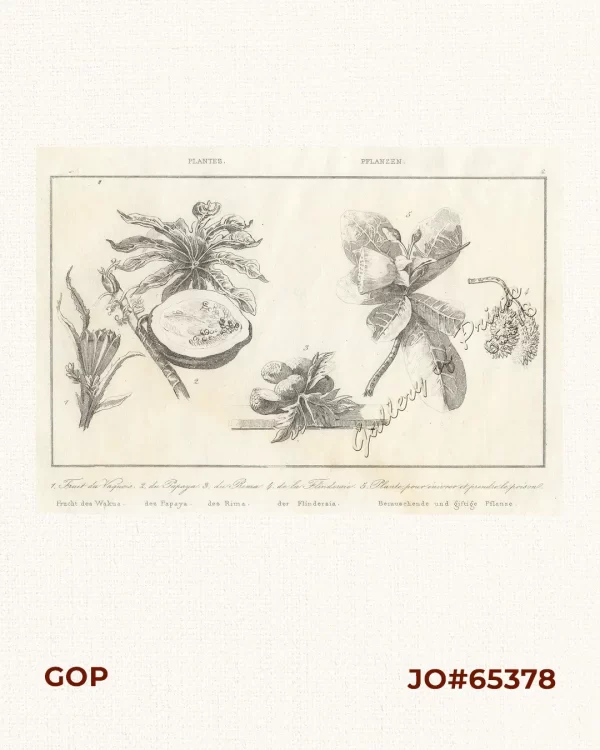 Plantes - Pflanzen.  1. Fruit du Vaquois - Frucht des Wakua. [Fruit of the Wakua/Vacoa].  2. du Papaya - des Papaya. [The Papaya].  3. du Rima - des Rima. [The Rima].  4. de la Flindersie - der Flindersia. [The Flindersia].  5. Plante pour enivrer et prendre le poison - Berauschende und giftige Pflanze. [Narcotic and Poisonous Plants]