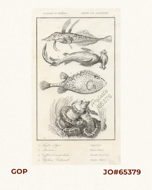 Poissons et Serpent - Fische und Amphibien.  1. Trigle-Lyre - Leyerfisch. [Piper Gurnard].  2. Marteau - Hammerfisch. [Hammerhead Shark].  3. Coffret triangulaire - Ostracio Tricornis. [Triangular Boxfish/Cowfish].  4. Python Colossal - Riesen-Python. [Colossal Python/Reticulated Python].