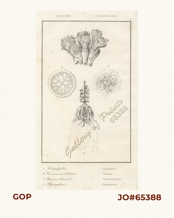 Zoophytes - Pflanzenthiere. 1. Laborphyllie - Labophyllia. 2. Cuvieria ou Echorée - Cuvieria. 3. Universibranche - Universibrancha. 4. Physsophora - Physsophora.