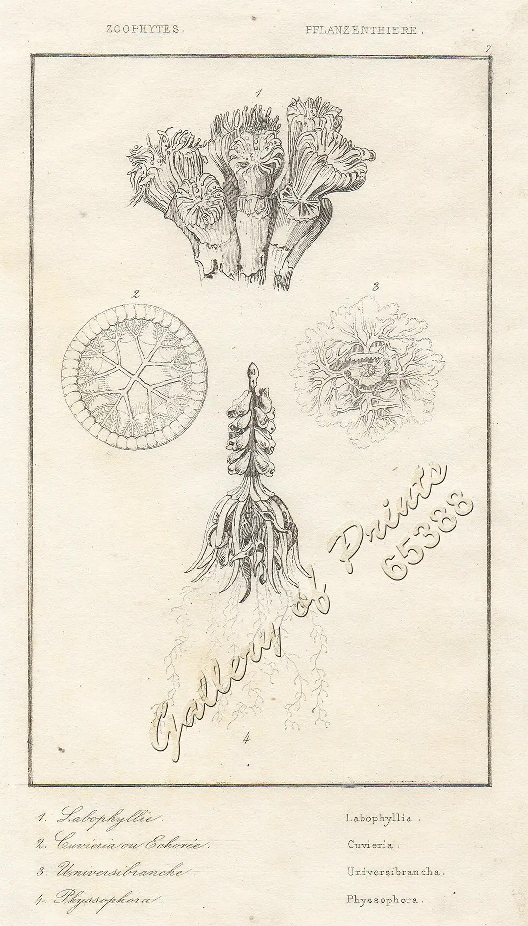 Zoophytes - Pflanzenthiere. 1. Laborphyllie - Labophyllia. 2. Cuvieria ou Echorée - Cuvieria. 3. Universibranche - Universibrancha. 4. Physsophora - Physsophora. - Image 2