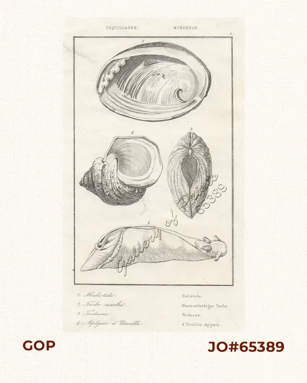 Coquillages - Muscheln.  1. Haliotide - Haliotide. [Abalone/Sea Ear].  2. Turbo marbré - Marmorfarbiger Turbo. [Marbled Turban Shell]. 3. Tridacne - Tridacne. [Giant Clam/Bénitier].  4. Aplysie d'Urville - d'Urvillés Aplysia. [d'Urville's Sea Hare].