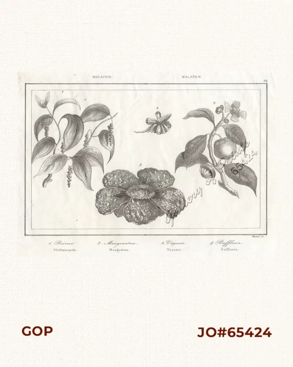 Malaisie. Malayen.  1. Poivrier - Pfefferstande. [Black Pepper vine].  2. Mangoustan - Mangustan. [Mangosteen].  3. Vaquois - Vaquois. [Common Screwpine].  4. Rafflesia - Rafflesia.