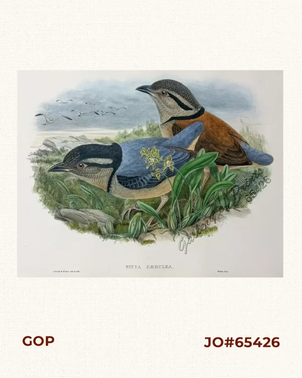 Pitta Caerulea  [Giant Pitta]