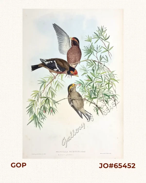Fringilla burtoni  [Burton's Grosbeak]